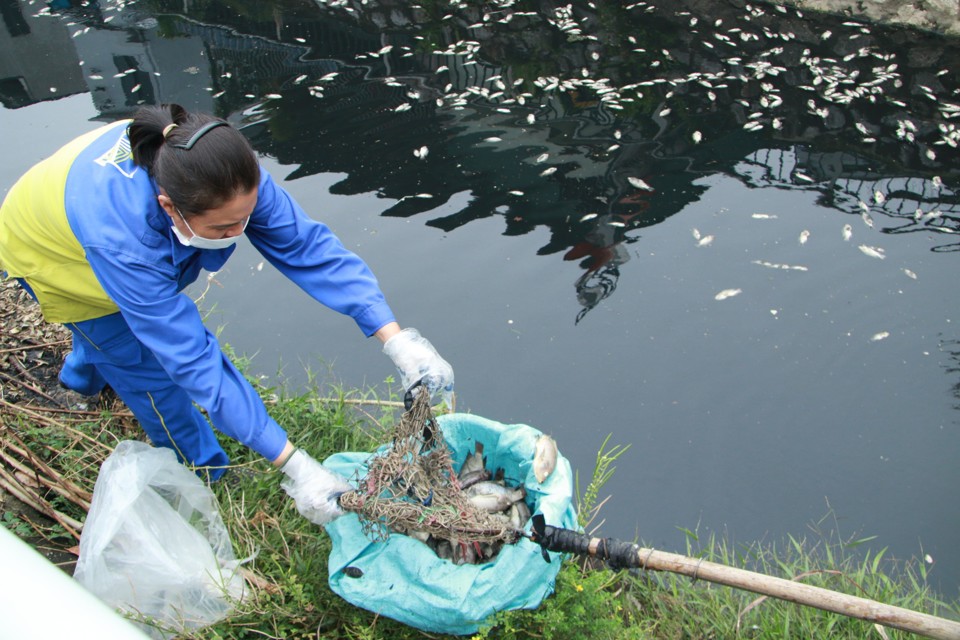 Để giảm thiểu mùi hôi thối cũng như ô nhiễm nghiêm trọng nguồn nước trong hào thành, chính quyền các phường Cựa Nam, Đội Cung...đã trực tiếp huy động nhân lực, phối hợp với đơn vị vệ sinh môi trường tổ chức vớt cá chết nổi trên mặt kênh.