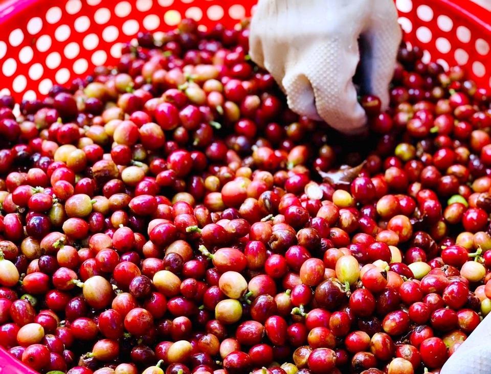 Giá cà phê hôm nay 12/10: Arabica tiếp tục tăng, trong nước mất mốc 64.000 đồng/kg  