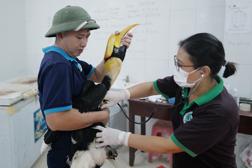 Bác sĩ Trung tâm Cứu hộ động vật hoang dã Hà Nội thăm khám sức khỏe cho chim hồng hoàng. Ảnh: Ngọc Thành