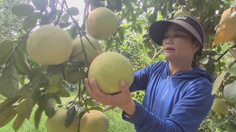 Huyện Hương Khê hiện có hơn 1.900 ha bưởi Phúc Trạch đang thời kỳ cho thu hoạch quả