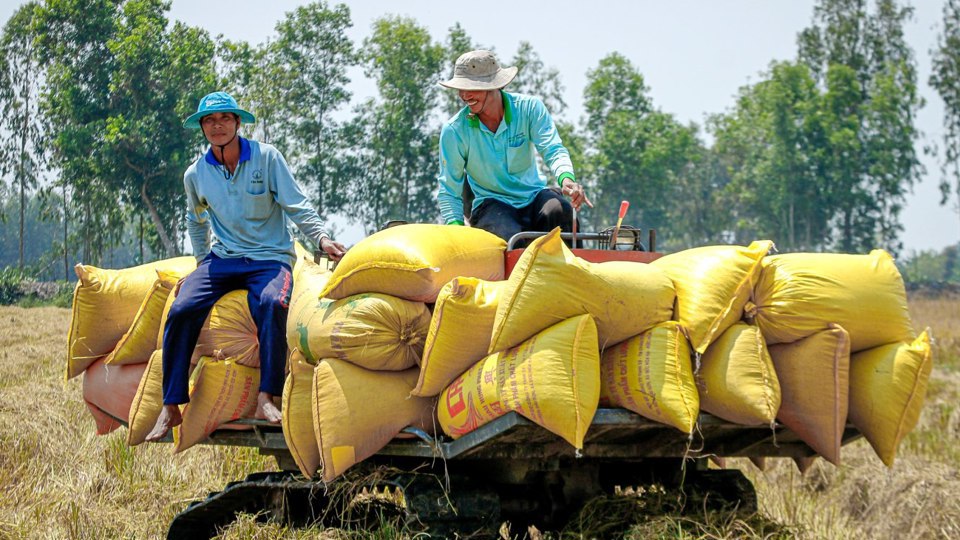 Nguồn cung gạo xuất khẩu của Việt Nam sẽ ổn định đến quý I/2024. Ảnh minh họa