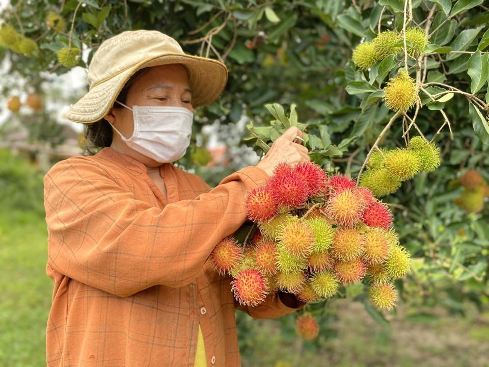 Chôm chôm mang lại thu nhập khá cho người trồng