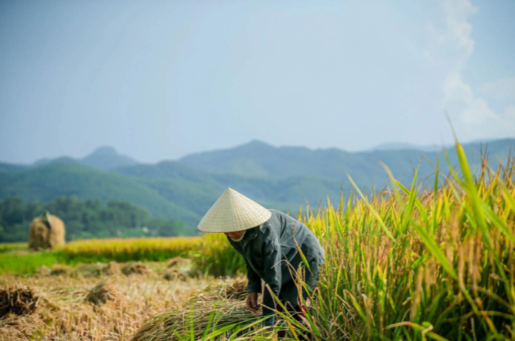 Giá lúa gạo hôm nay 1/11/2023 Đồng loạt tăng nhẹ. Ảnh minh họa.