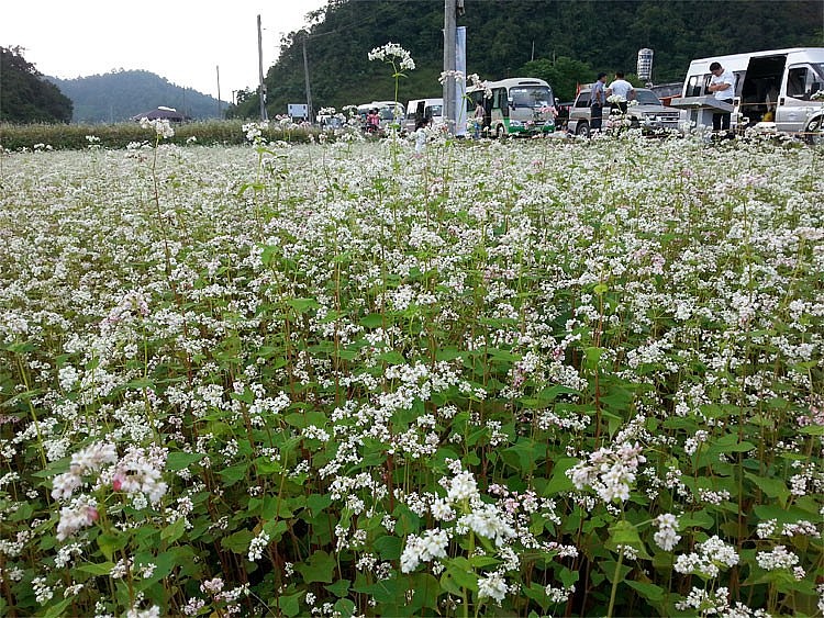 Hà Giang: Phát triển cây hoa tam giác mạch theo hướng hàng hóa