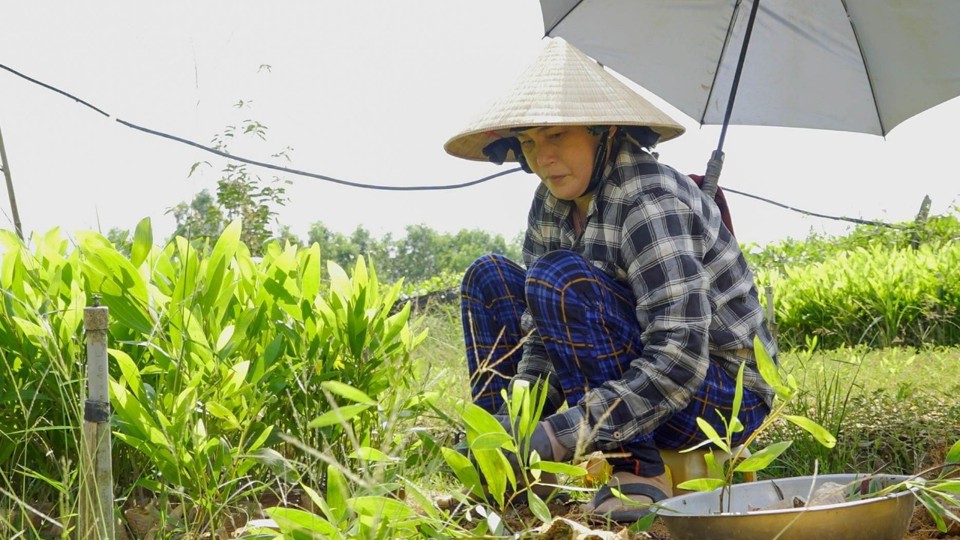 Phần lớn các tổ chức, cá nhân trồng rừng trên địa bàn tỉnh vẫn sử dụng keo hom.