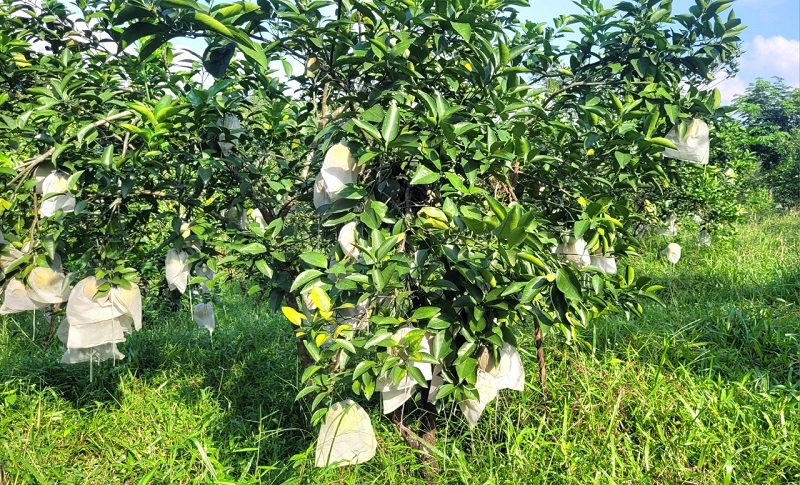 Những vườn cam bao bọc quả sẽ phòng ngừa côn trùng gây hại và hạn chế hiện tượng rụng quả hàng loạt