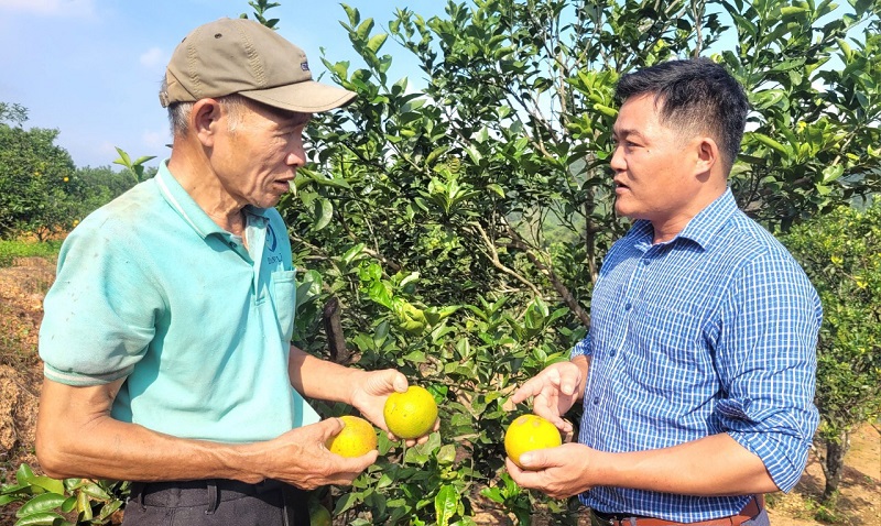 Cây cam là nguồn thu nhập chính của gia đình ông Thắng, nhưng năm nay cam rụng quả rất nhiều, gây thiệt hại hàng chục triệu đồng