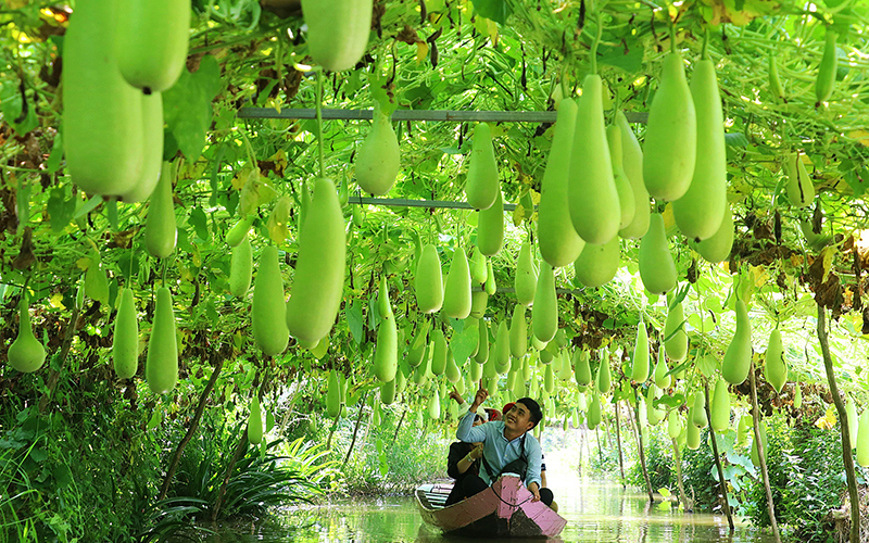 Du lịch nông thôn ở Đồng Tháp.