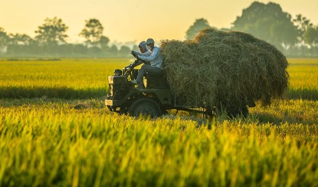 Giá lúa gạo hôm nay 17/11/2023: Giá lúa tăng, giá gạo chững. Ảnh minh họa.