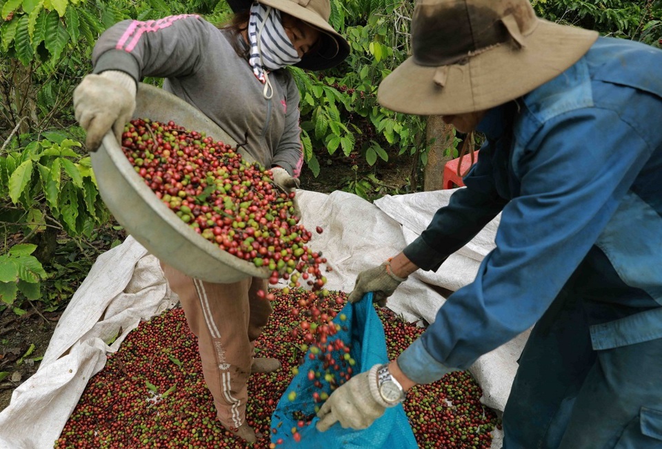 Giá cà phê hôm nay 24/11: Đồng USD giảm không đủ lực nâng giá Robusta