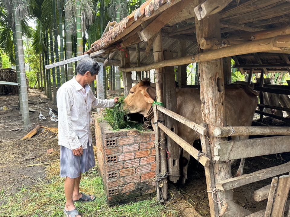 Vật nuôi cần được chăm sóc chu đáo và không cho ăn những loại thức ăn ẩm mốc, kém chất lượng. Ảnh: HP 