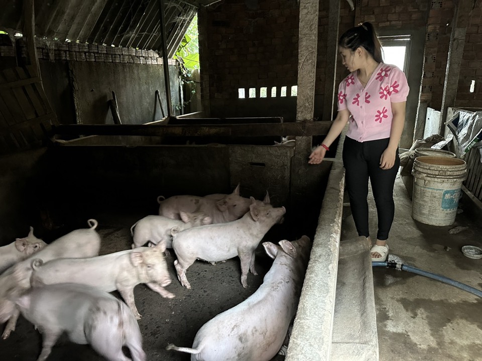 Dịch tả lợn châu Phi có nguy cơ gia tăng trong thời gian tới, gây thiệt hại cho người chăn nuôi. Ảnh: HP 