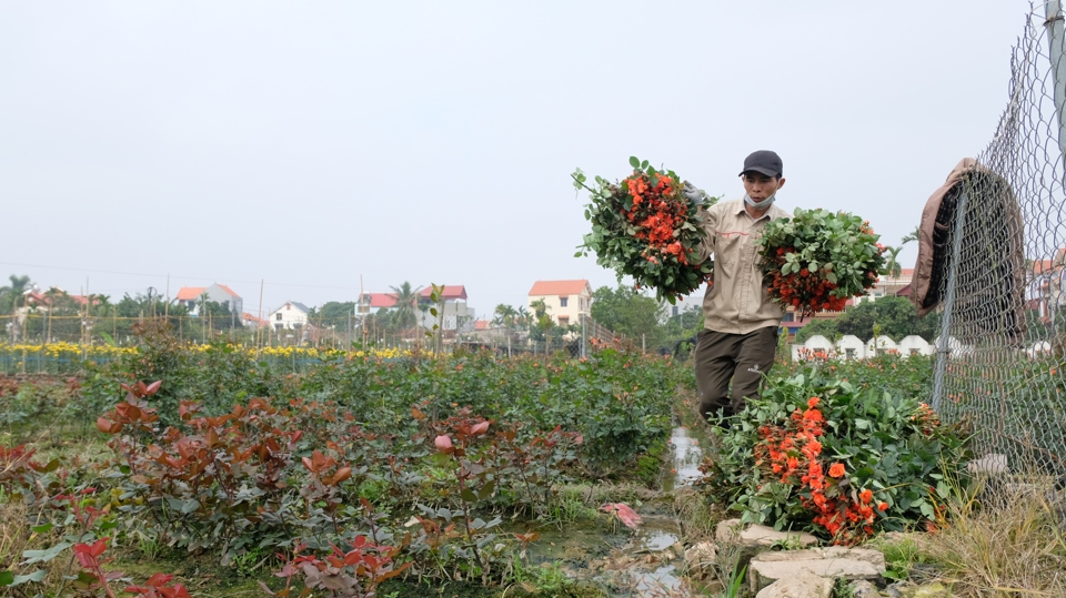 Làng nghề trồng hoa tại huyện Mê Linh duy trì phát triển ổn định.