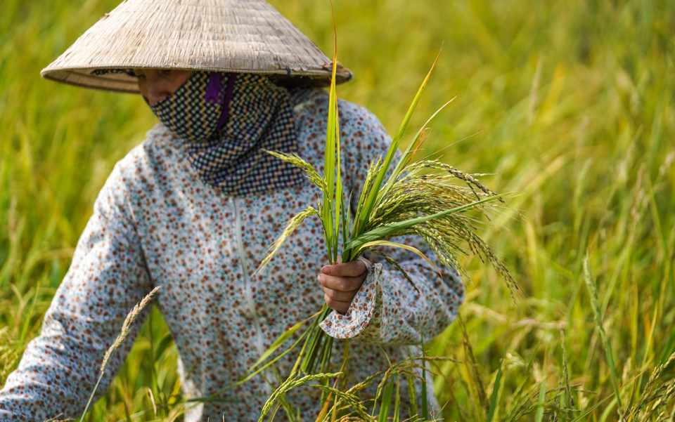 Giá lúa gạo hôm nay 1/12/2023: Đồng loạt đi ngang. Ảnh minh họa.