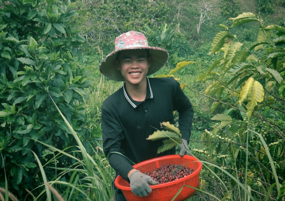 Em Tằng Văn Vềnh (con ông Tằng Cắm Phúc) vui mừng vì vụ cà phê 2023-2024 của gia đình trồng theo hướng hữu cơ sẽ thu khoảng 60 tấn.