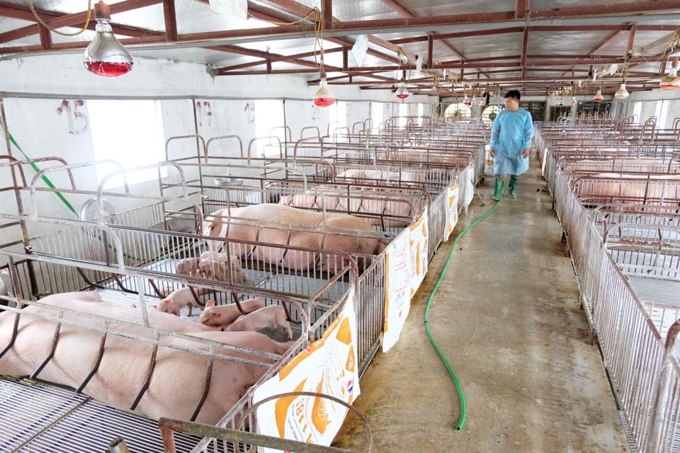 Chăn nuôi lợn theo hướng an toàn sinh học tại huyện Sóc Sơn (TP Hà Nội).