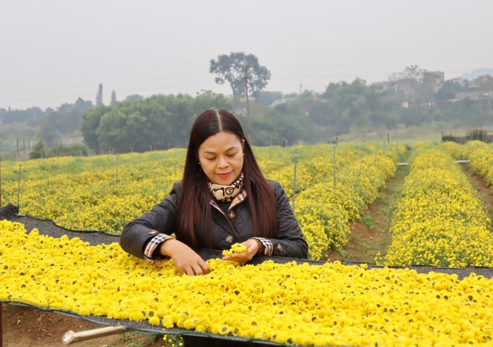 Hoa cúc chi được phơi dưới ánh nắng mặt trời trước khi đưa vào sản xuất.