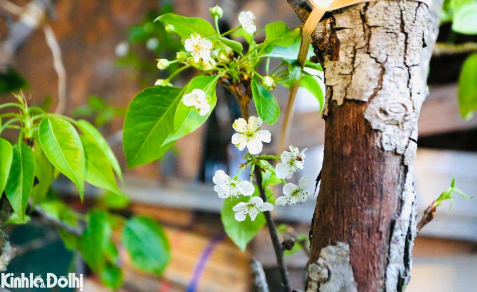 Hoa lê rừng có ngoài vẻ đẹp và độ bền còn biểu tượng cho sự hiếu thảo của con cháu đối với ông bà, tổ tiên, nên nhiều người dùng những cành nhỏ cắm một bình đặt lên bàn thờ.