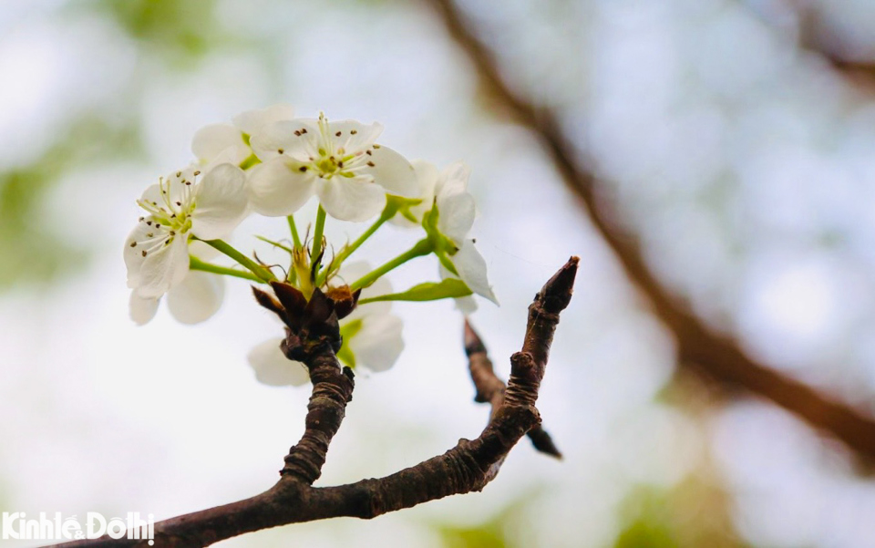 Hoa lê rừng (hay còn gọi là hoa lê trắng, hoa mắc cọp) tại thời điểm này khiến nhiều người này khá bất ngờ vì loài hoa này thường được người dân chơi sau Tết Nguyên đán nhưng nhiều năm qua được người dân Thủ đô chơi sớm trước Tết.