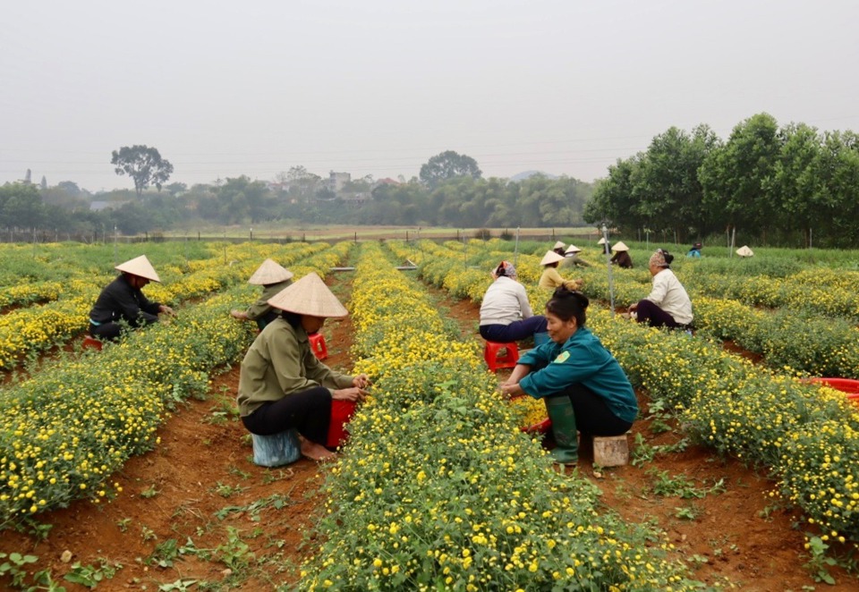 Chăm sóc hoa cúc chi trên cánh đồng xã Thanh Mỹ (thị xã Sơn Tây).