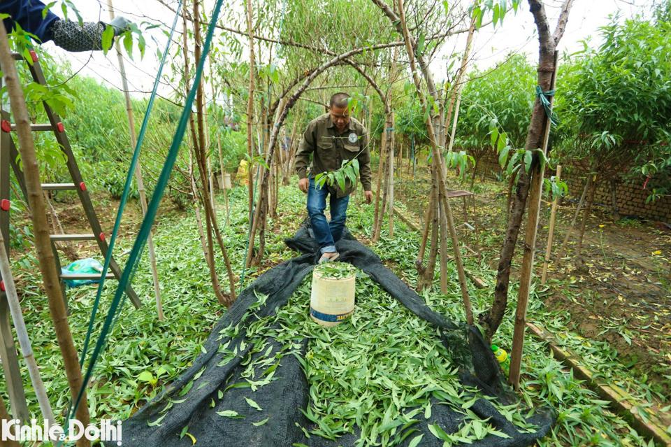 Bên cạnh đó, một số công việc nặng nhọc hơn như vận chuyển các gốc đào; chỉnh sửa, cắt tỉa cành đào; phun thuốc, tưới nước... được trả chi phí đắt hơn so với tuốt lá.