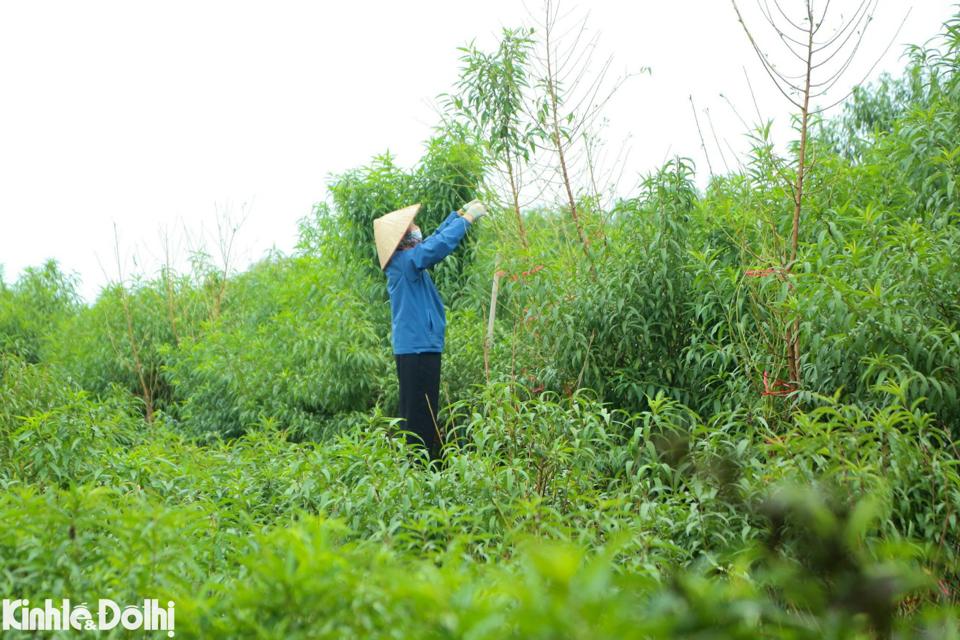 Công đoạn tuốt lá cần phải tỉ mỉ, thực hiện đúng thời gian để đào có thể ra được mắt và nuôi dưỡng mắt đào, cho ra những nụ hoa to, đẹp và đều đúng dịp Tết.