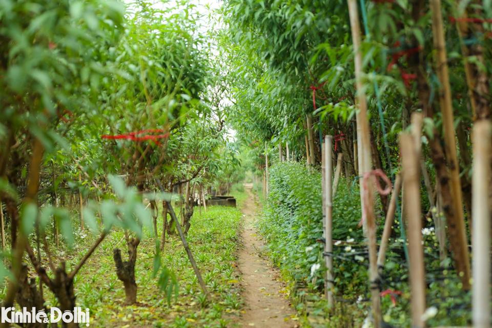 Tại vườn đào Nhật Tân, thời gian này các vườn trồng đào tại đây lại tất bật vào vụ tuốt lá, chuẩn bị cho công đoạn nuôi mắt, cho đào ra nụ. Nhật Tân là nơi có diện tích trồng đào lên tới gần 60ha với khoảng 700 hộ dân với hơn 1.200 xã viên gắn bó với nghề.