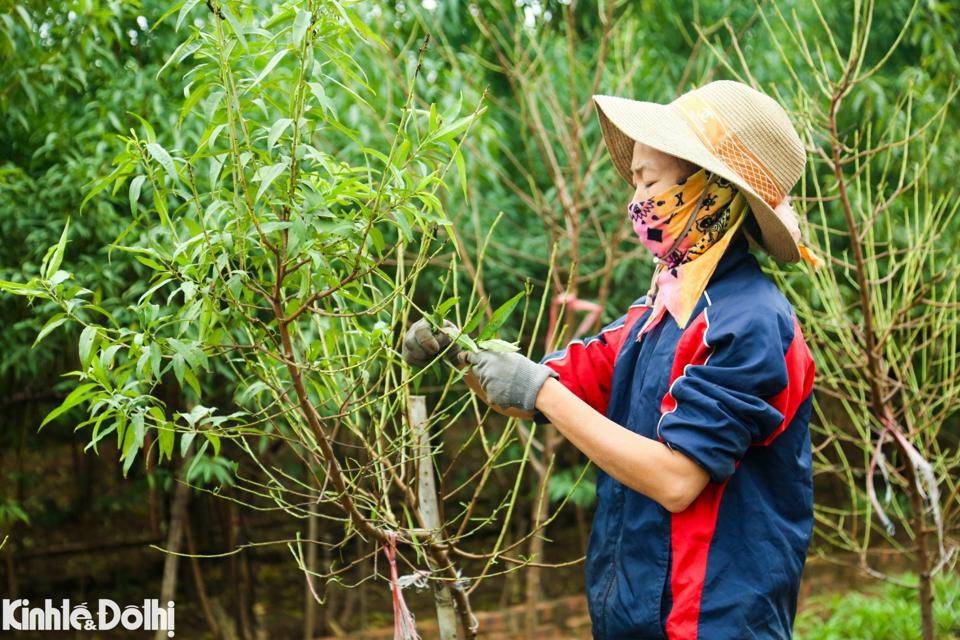 Ngoài ra, việc tuốt lá sẽ tuỳ thuộc đối với từng loại đào, trong đó với đào thế thường sẽ được đánh cây và trồng cây vào chậu trước khi tuốt lá 1 - 2 tháng, đào bích thường được tuốt từ mùng 5 đến 20/11 Âm lịch và đào bạch từ mùng đến 15/10 Âm lịch.