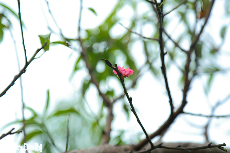 Hiện tại đã có những nụ đào bung nở sớm do cách chăm sóc của các chủ vườn đào. Với những người trồng đào tại Nhật Tân, mong muốn lớn nhất là hoa nở đúng dịp Tết Nguyên đán.