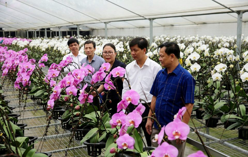 Mô hình trồng hoa lan công nghệ cao tại Hợp tác xã Đan Hoài, huyện Đan Phượng.