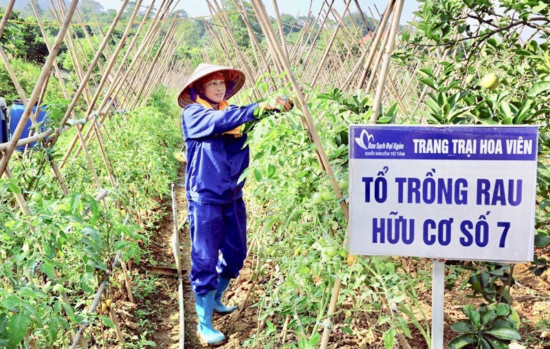 Trang trại Hoa Viên tiên phong trong phát triển nông nghiệp hữu cơ trên địa bàn Hà Nội. Ảnh: Lâm Nguyễn