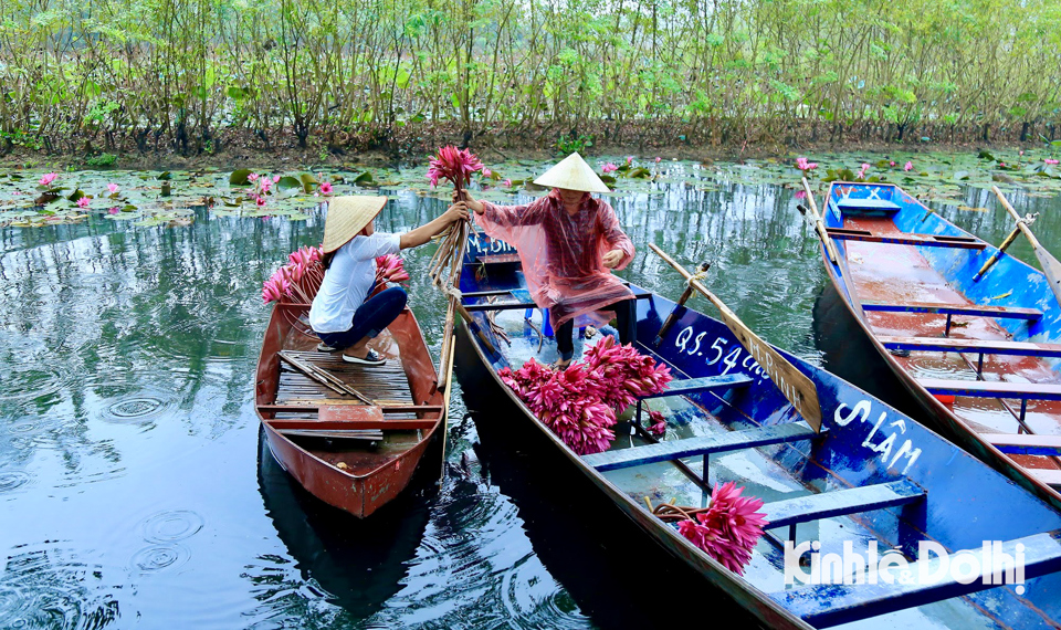 Mỗi ngày, người dân bắt đầu cắm hoa súng, trang trí thuyền hoa từ sáng sớm để phục vụ du khách chụp ảnh.