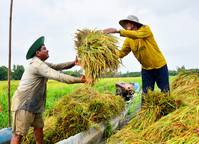 Giá lúa gạo hôm nay 18/12/2023: Duy trì ổn định. Ảnh minh họa.