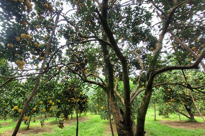 Những cây cam chanh