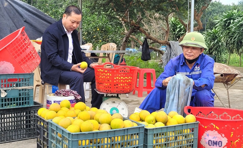 Sản phẩm cam chanh Hà Tĩnh chất lượng thơm ngon, được thương lái đến tận vườn đặt mua với số lượng lớn