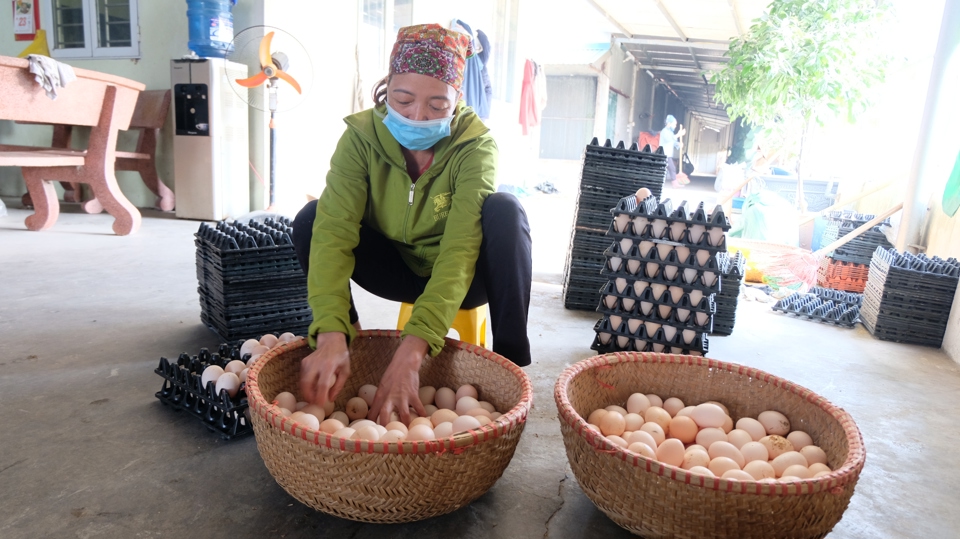 Mô hình nuôi gà Ai Cập đẻ trứng giúp gia đình chị Tuyết thu về tiền triệu mỗi ngày.