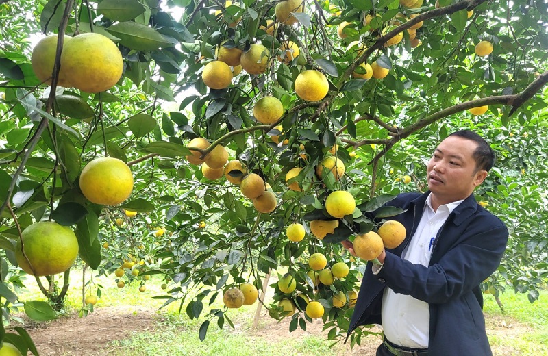 Cây ăn quả là một trong những cây trồng chủ lực nâng cao hiệu quả kinh tế, xây dựng nông thôn mới tại nhiều địa phương ở tỉnh Hà Tĩnh