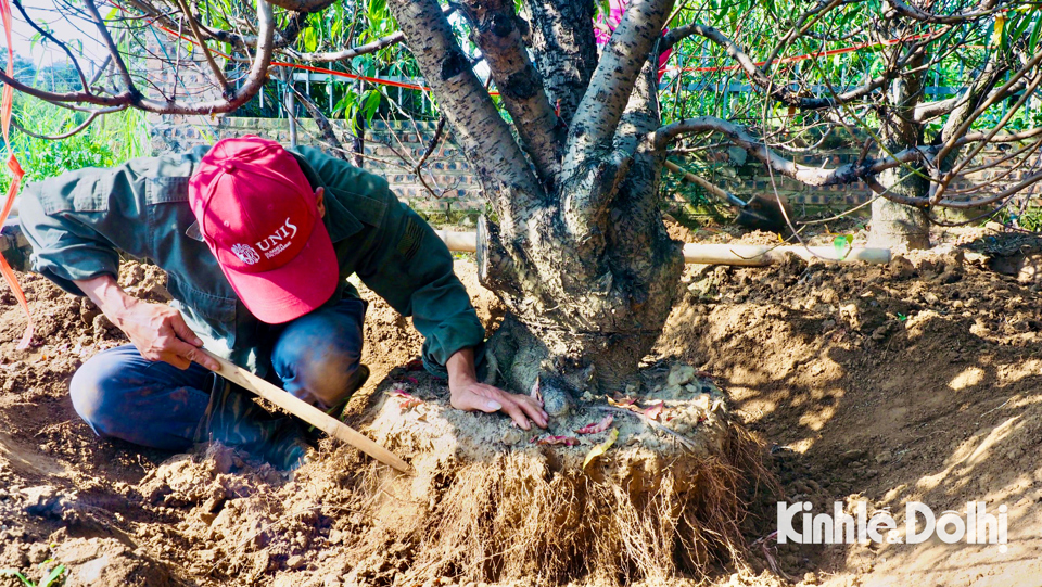 Trồng gốc đào thuê, người nông dân kiếm tiền triệu mỗi ngày - Ảnh 2