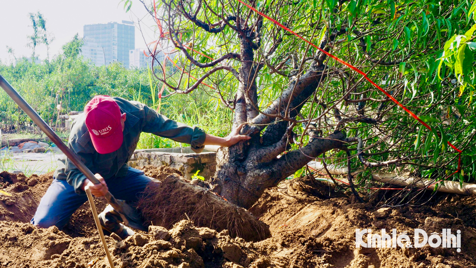 Đánh gốc đào thuê là công việc vất vả đòi hỏi người lao động phải có thể lực tốt. Tuy việc này chỉ mang tính thời vụ từ 1 đến 2 tháng cao điểm trước Tết nhưng đem lại nguồn thu đáng kể cho người lao động.