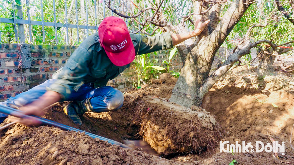 Ở vườn việc đào và di chuyển cây rất vất vả và khó khăn.