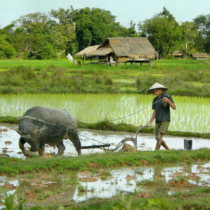 Giá lúa gạo hôm nay 25/12/2023: Duy trì ổn định. Ảnh minh họa.