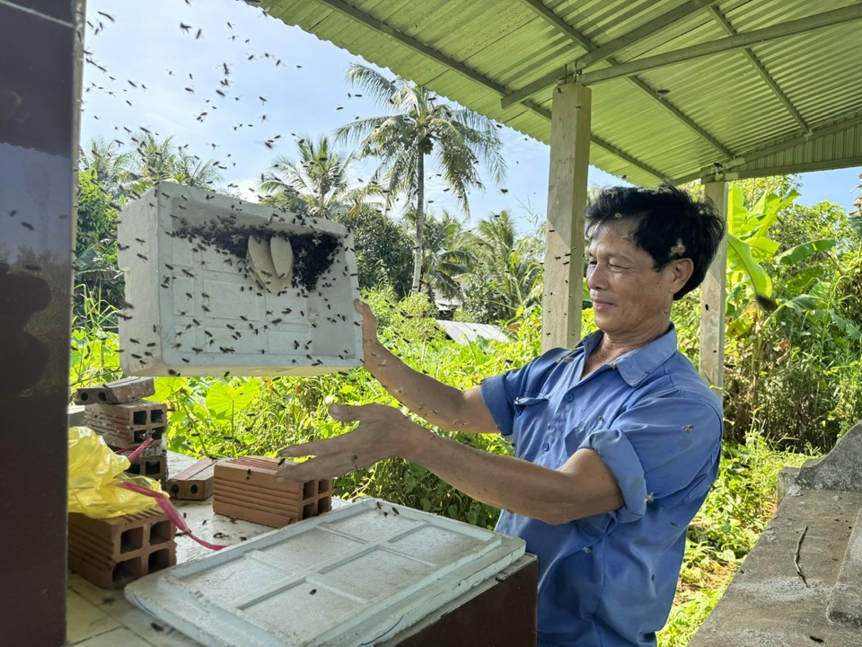 Với mỗi thùng ong được đóng bằng gỗ, bắt ong chúa cấy vào và gây đàn, ông Trung được trả công  từ 500 ngàn đồng đến 1 triệu đồng/thùng. Ảnh: Hồng Thắm