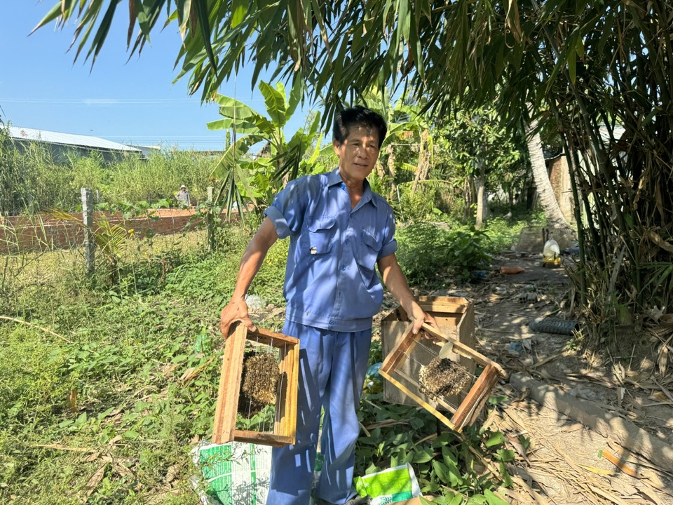 Ông Trịnh Phước Trung không cần dùng đến dụng cụ bảo hộ khi đến gần các thùng nuôi ong mật. Ảnh: Hồng Thắm