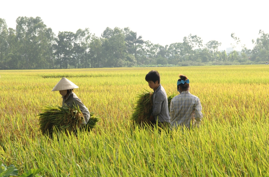 Giá lúa gạo hôm nay 27/12/2023: Duy trì đà ngang. Ảnh minh họa.