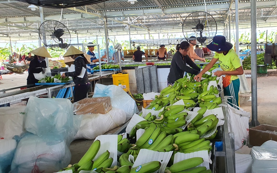 Hiện nay, ở Quảng Ngãi chỉ có 1 mã vùng trồng xuất khẩu cho sản phẩm chuối được cấp.