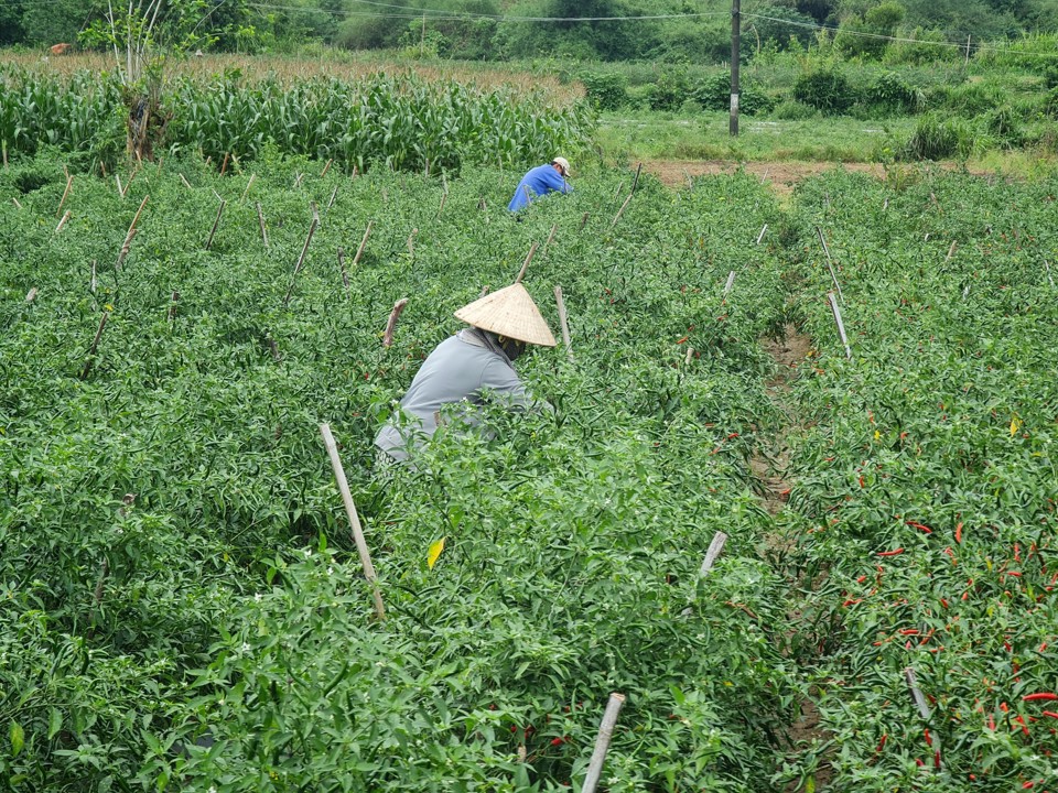 Nông dân Bình Sơn thu hoạch ớt.