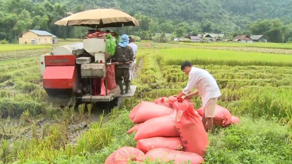 Giá lúa gạo hôm nay 3/1/2024: Giá gạo xuất khẩu tăng nhẹ. Ảnh minh họa.