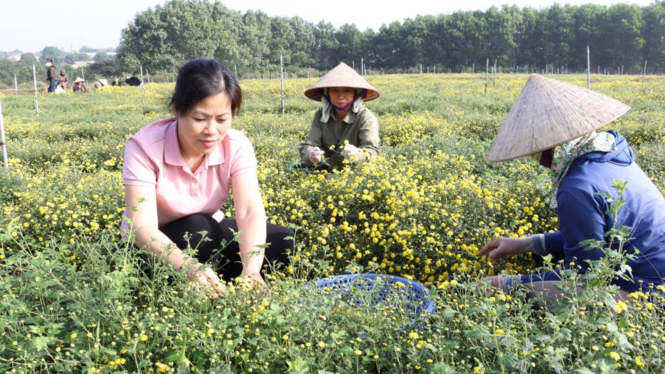 Mô hình sản xuất cây dược liệu gắn với tiêu thụ sản phẩm (cúc chi) tại xã Thanh Mỹ, thị xã Sơn Tây. Ảnh: Ngọc Ánh