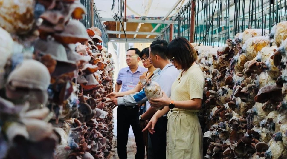 Hệ thống khuyến nông Hà Nội đóng vai trò quan trọng trong chuyển đổi cơ cấu cây trồng, vật nuôi trên địa bàn Thủ đô. Ảnh: Ánh Ngọc 