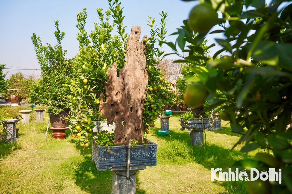 Một nhà vườn tại đây cho biết, để tạo ra một cây quất ghép gỗ lũa đồ sộ như thế này thì những nghệ nhân chúng tôi tại làng Tứ Liên phải mất trung bình từ 4 đến 6 năm để chăm sóc, tạo hình theo sự phát triển của cây mới cho ra được thế đẹp, độc lạ, bắt mắt khách hàng tới xem và mua.